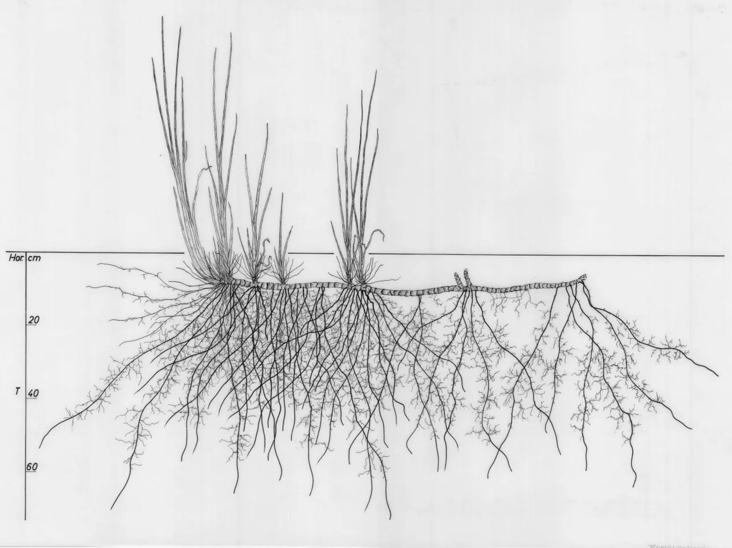 Drawing of a root system
with multiple plant stalks
